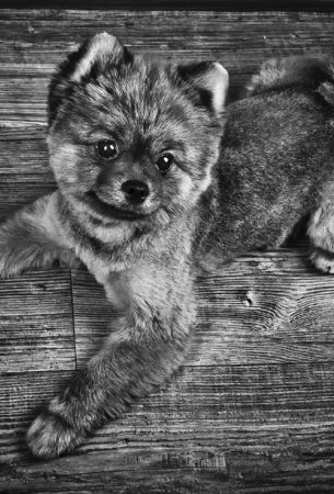 Bybabylol - Portfolio - Animals: DSC_0128-1012