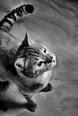 Bybabylol - Portfolio - Animals: DSC_0226