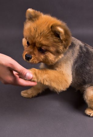 Bybabylol - Portfolio - Animals: DSC_0235-1012