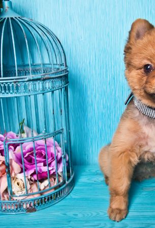 Bybabylol - Portfolio - Animals: DSC_0287-1012