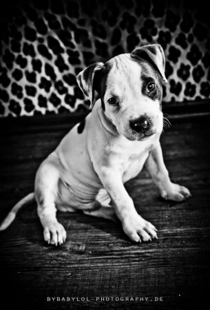Bybabylol - Portfolio - Animals: DSC_1889w