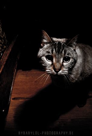 Bybabylol - Portfolio - Animals: DSC_7570